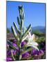 USA, California, Anza-Borrego Desert Sp. Desert Lily and Sand Verbena-Jaynes Gallery-Mounted Photographic Print