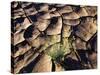 USA, California, Anza-Borrego Desert Sp. Desert Poppy in Cracked Mud-Jaynes Gallery-Stretched Canvas