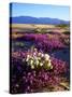 USA, California, Anza-Borrego Desert Sp. Desert Poppy Wildflowers-Jaynes Gallery-Stretched Canvas