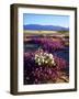 USA, California, Anza-Borrego Desert Sp. Desert Poppy Wildflowers-Jaynes Gallery-Framed Photographic Print