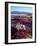 USA, California, Anza-Borrego Desert Sp. Desert Poppy Wildflowers-Jaynes Gallery-Framed Photographic Print