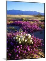 USA, California, Anza-Borrego Desert Sp. Desert Poppy Wildflowers-Jaynes Gallery-Mounted Photographic Print