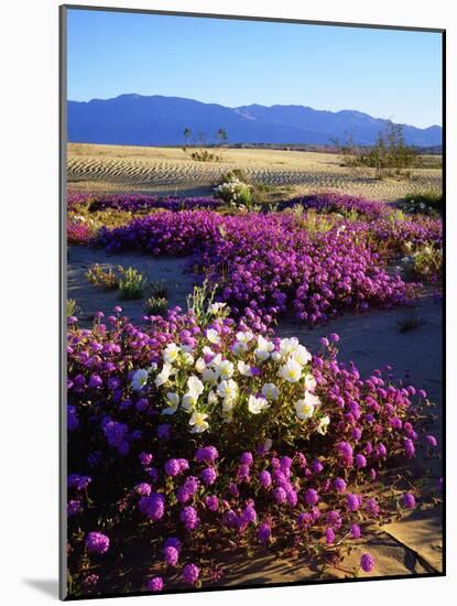 USA, California, Anza-Borrego Desert Sp. Desert Poppy Wildflowers-Jaynes Gallery-Mounted Photographic Print