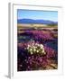 USA, California, Anza-Borrego Desert Sp. Desert Poppy Wildflowers-Jaynes Gallery-Framed Photographic Print