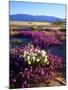 USA, California, Anza-Borrego Desert Sp. Desert Poppy Wildflowers-Jaynes Gallery-Mounted Photographic Print