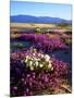 USA, California, Anza-Borrego Desert Sp. Desert Poppy Wildflowers-Jaynes Gallery-Mounted Photographic Print