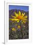 USA, California, Anza-Borrego Desert Sp. Desert Sunflowers-Jaynes Gallery-Framed Photographic Print