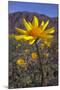 USA, California, Anza-Borrego Desert Sp. Desert Sunflowers-Jaynes Gallery-Mounted Photographic Print