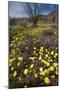 USA, California, Anza-Borrego Desert Sp. Desert Wildflowers-Jaynes Gallery-Mounted Photographic Print