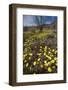 USA, California, Anza-Borrego Desert Sp. Desert Wildflowers-Jaynes Gallery-Framed Photographic Print