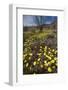 USA, California, Anza-Borrego Desert Sp. Desert Wildflowers-Jaynes Gallery-Framed Photographic Print