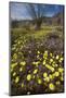 USA, California, Anza-Borrego Desert Sp. Desert Wildflowers-Jaynes Gallery-Mounted Photographic Print