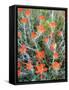 USA, California, Anza-Borrego Desert Sp. Indian Paintbrush Flowers-Jaynes Gallery-Framed Stretched Canvas