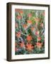 USA, California, Anza-Borrego Desert Sp. Indian Paintbrush Flowers-Jaynes Gallery-Framed Photographic Print