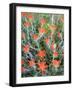 USA, California, Anza-Borrego Desert Sp. Indian Paintbrush Flowers-Jaynes Gallery-Framed Photographic Print