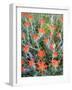 USA, California, Anza-Borrego Desert Sp. Indian Paintbrush Flowers-Jaynes Gallery-Framed Photographic Print