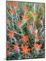 USA, California, Anza-Borrego Desert Sp. Indian Paintbrush Flowers-Jaynes Gallery-Mounted Photographic Print