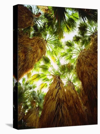 USA, California, Anza-Borrego Desert Sp. Native Fan Palm Trees-Jaynes Gallery-Stretched Canvas