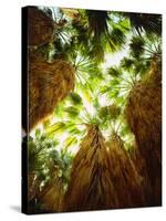 USA, California, Anza-Borrego Desert Sp. Native Fan Palm Trees-Jaynes Gallery-Stretched Canvas