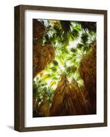 USA, California, Anza-Borrego Desert Sp. Native Fan Palm Trees-Jaynes Gallery-Framed Photographic Print