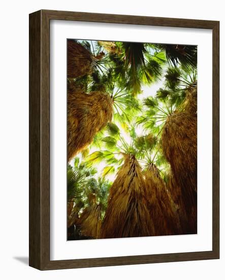 USA, California, Anza-Borrego Desert Sp. Native Fan Palm Trees-Jaynes Gallery-Framed Photographic Print