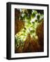 USA, California, Anza-Borrego Desert Sp. Native Fan Palm Trees-Jaynes Gallery-Framed Photographic Print
