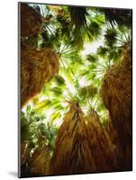 USA, California, Anza-Borrego Desert Sp. Native Fan Palm Trees-Jaynes Gallery-Mounted Photographic Print