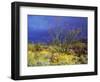 USA, California, Anza-Borrego Desert Sp. Ocotillo and Brittlebush-Jaynes Gallery-Framed Photographic Print