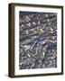 USA, California, Anza-Borrego Desert Sp. Patterns of Cracked Mud-Jaynes Gallery-Framed Photographic Print