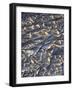 USA, California, Anza-Borrego Desert Sp. Patterns of Cracked Mud-Jaynes Gallery-Framed Photographic Print