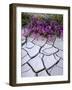 USA, California, Anza-Borrego Desert Sp. Sand Verbena in Cracked Mud-Jaynes Gallery-Framed Photographic Print