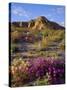 USA, California, Anza-Borrego Desert State Park. a Mix of Wildflowers-Jaynes Gallery-Stretched Canvas