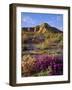 USA, California, Anza-Borrego Desert State Park. a Mix of Wildflowers-Jaynes Gallery-Framed Photographic Print