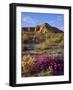 USA, California, Anza-Borrego Desert State Park. a Mix of Wildflowers-Jaynes Gallery-Framed Photographic Print