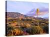 USA, California, Anza-Borrego Desert State Park. Agave Wildflowers-Jaynes Gallery-Stretched Canvas