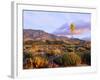 USA, California, Anza-Borrego Desert State Park. Agave Wildflowers-Jaynes Gallery-Framed Photographic Print