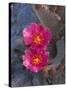 USA, California, Anza Borrego Desert State Park, Beavertail Cactus in Spring Bloom-John Barger-Stretched Canvas