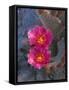 USA, California, Anza Borrego Desert State Park, Beavertail Cactus in Spring Bloom-John Barger-Framed Stretched Canvas