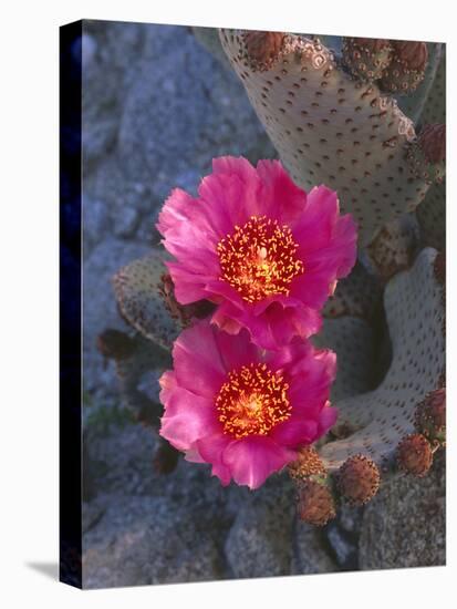 USA, California, Anza Borrego Desert State Park, Beavertail Cactus in Spring Bloom-John Barger-Stretched Canvas