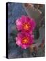 USA, California, Anza Borrego Desert State Park, Beavertail Cactus in Spring Bloom-John Barger-Stretched Canvas