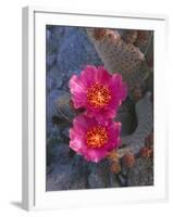 USA, California, Anza Borrego Desert State Park, Beavertail Cactus in Spring Bloom-John Barger-Framed Photographic Print