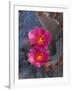 USA, California, Anza Borrego Desert State Park, Beavertail Cactus in Spring Bloom-John Barger-Framed Photographic Print