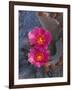 USA, California, Anza Borrego Desert State Park, Beavertail Cactus in Spring Bloom-John Barger-Framed Photographic Print