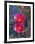 USA, California, Anza Borrego Desert State Park, Beavertail Cactus in Spring Bloom-John Barger-Framed Photographic Print