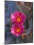 USA, California, Anza Borrego Desert State Park, Beavertail Cactus in Spring Bloom-John Barger-Mounted Photographic Print