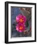 USA, California, Anza Borrego Desert State Park, Beavertail Cactus in Spring Bloom-John Barger-Framed Photographic Print