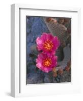 USA, California, Anza Borrego Desert State Park, Beavertail Cactus in Spring Bloom-John Barger-Framed Photographic Print