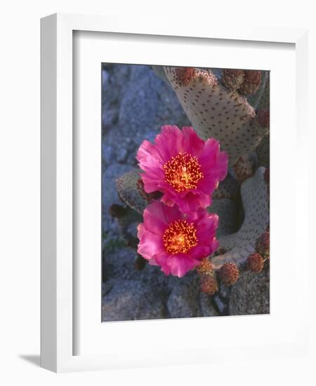 USA, California, Anza Borrego Desert State Park, Beavertail Cactus in Spring Bloom-John Barger-Framed Photographic Print