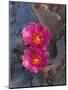USA, California, Anza Borrego Desert State Park, Beavertail Cactus in Spring Bloom-John Barger-Mounted Photographic Print