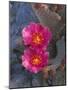 USA, California, Anza Borrego Desert State Park, Beavertail Cactus in Spring Bloom-John Barger-Mounted Photographic Print